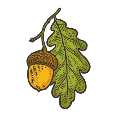 Meşe yaprağı renginde palamut, kabartma vektör çizimi. Tişört giysisi baskısı tasarımı. Çizik tahtası taklidi. Siyah beyaz el çizimi resim.