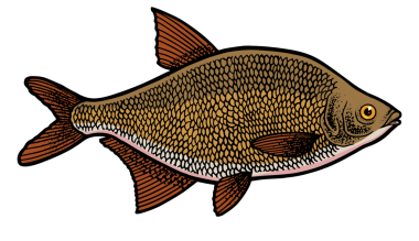 balık rengi çizimi PNG illüstrasyonu