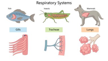 balık, böcekler ve memeliler solungaçlar, trakelar ve akciğerler kullanarak nefes alırlar, her bir sistem diyagramının etiketli çizimleri şematik raster ile. Bilim Eğitimsel İllüstrasyon