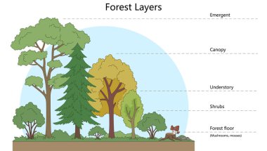 layers of a forest, including emergent, canopy, understory, shrub layer, and forest floor diagram hand drawn schematic raster. Science educational illustration
