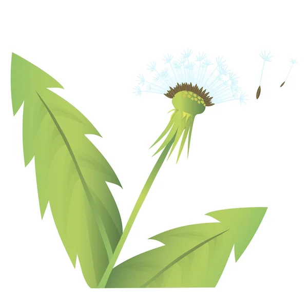 Ilustracja wektorowa kwiat mniszek — Wektor stockowy