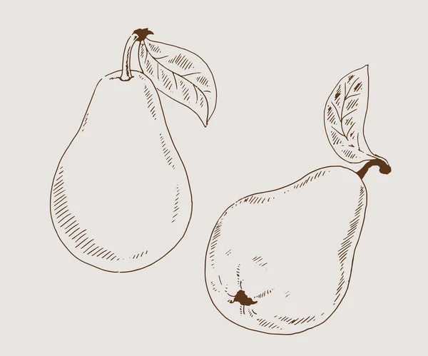 Pears 2 ilustración vectorial boceto — Vector de stock