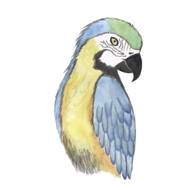 Papağan suluboya kuş vektör