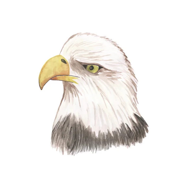 Adler Aquarell isoliert Vogel Vektor — Stockvektor