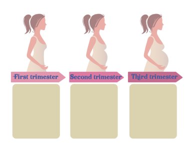 Gebelik üç aylık Infographic