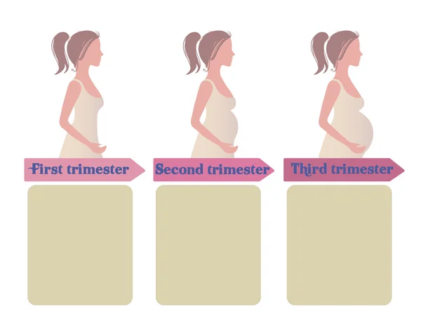 Infografía trimestral del embarazo — Archivo Imágenes Vectoriales