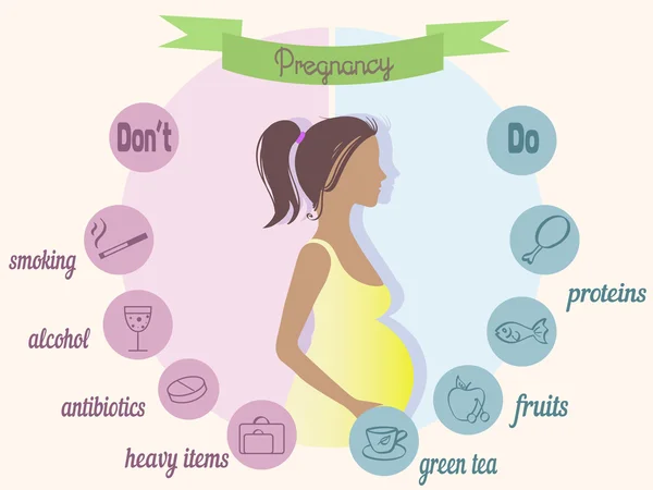 Pregnancy trimester infographic — Stock Vector