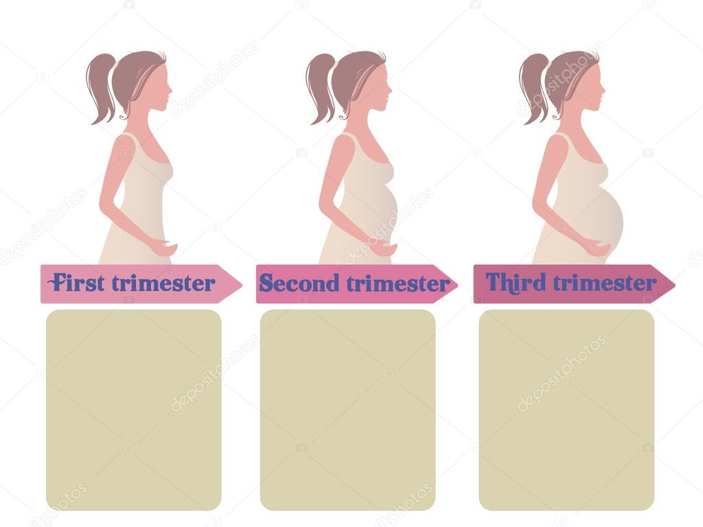 Сколько триместров у беременных