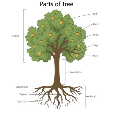 Kökler, gövde, dallar, yapraklar, taç ve meyve gibi etiketli parçaları gösteren ağaç, el çizimi şematik vektörler için. Bilim Eğitimsel İllüstrasyon