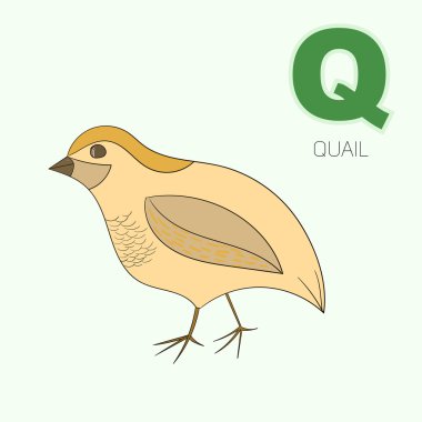 Alfabe harf Q bıldırcın çocuk