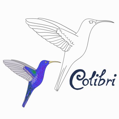 Eğitim oyunu kitap colibri kuş vektör boyama