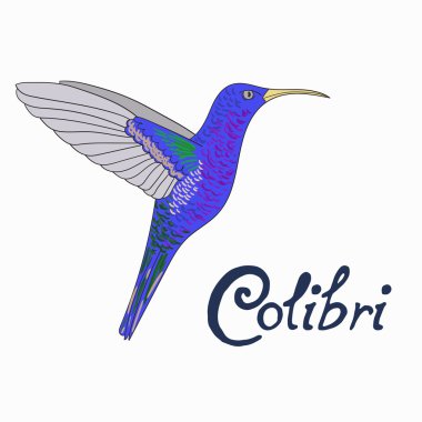 Kuş colibri vektör çizim