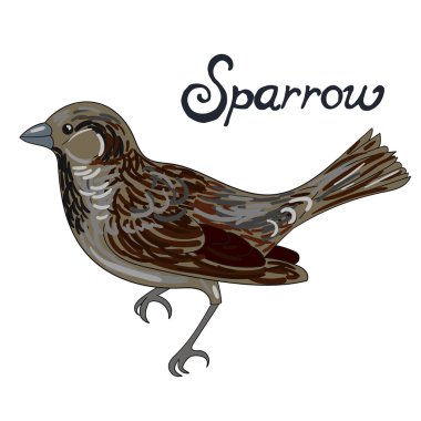 Kuş sparrow vektör çizim