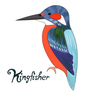Kuş arası kingfisher vektör çizim