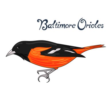 Kuş baltimore orioles illüstrasyon vektör