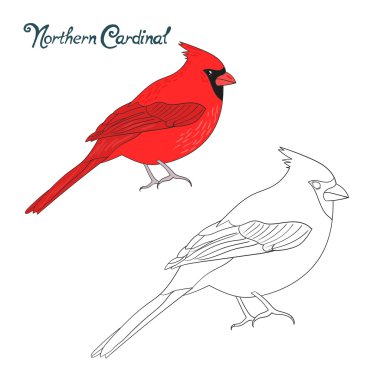 Educational game coloring book cardinal bird clipart