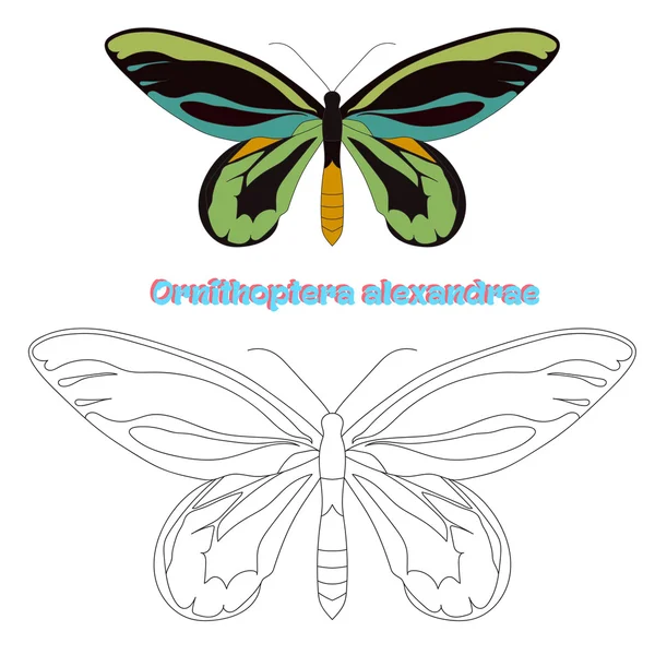 Educatief spel kleuren boek vlinder vector — Stockvector
