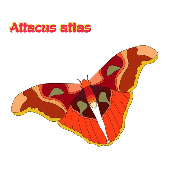 Vlinder attacus atlas vectorillustratie — Stockvector