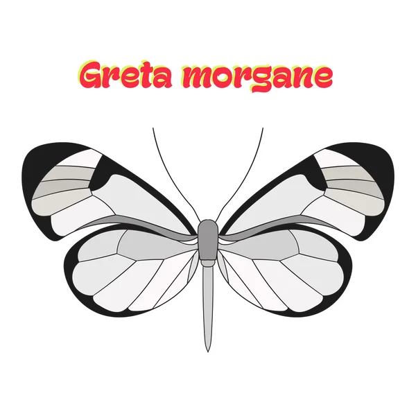 Greta morgane vectorillustratie Butterfly — Stockvector