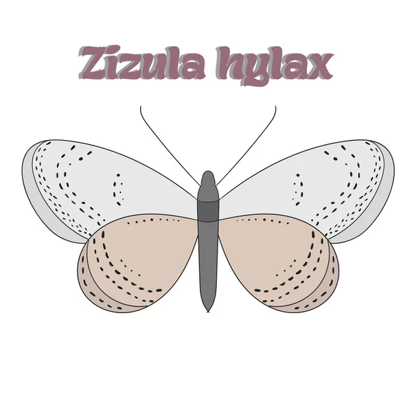 Vlinder zizula hylax vectorillustratie — Stockvector