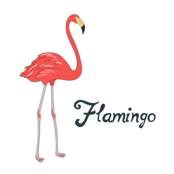 Pájaro vector flamenco ilustración — Vector de stock