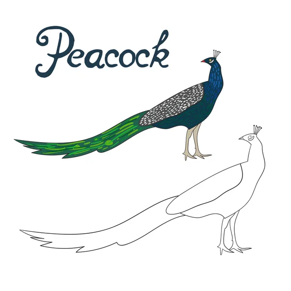Pedagogiska spel coloring book peacock fågel — Stock vektor