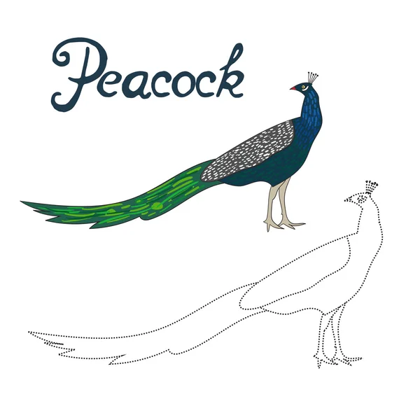 Oktatási játék csatlakozni pontokat rajzoljon, peacock madár — Stock Vector