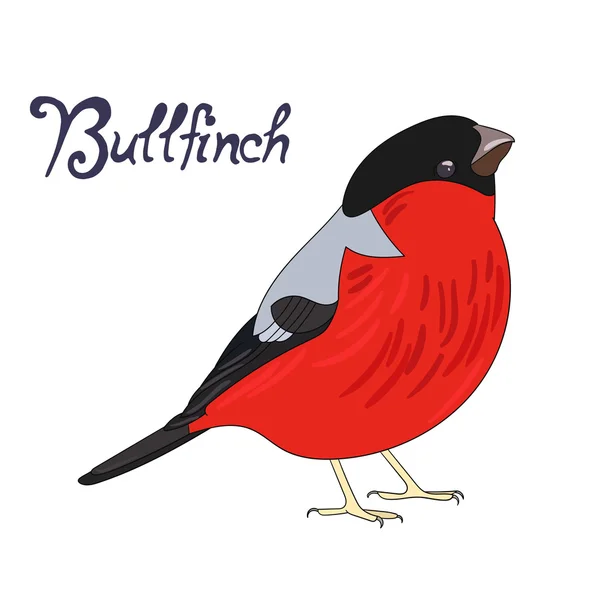 Pták bullfinch vektorové ilustrace — Stockový vektor