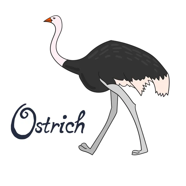 Avestruz avestruz vector ilustración — Vector de stock