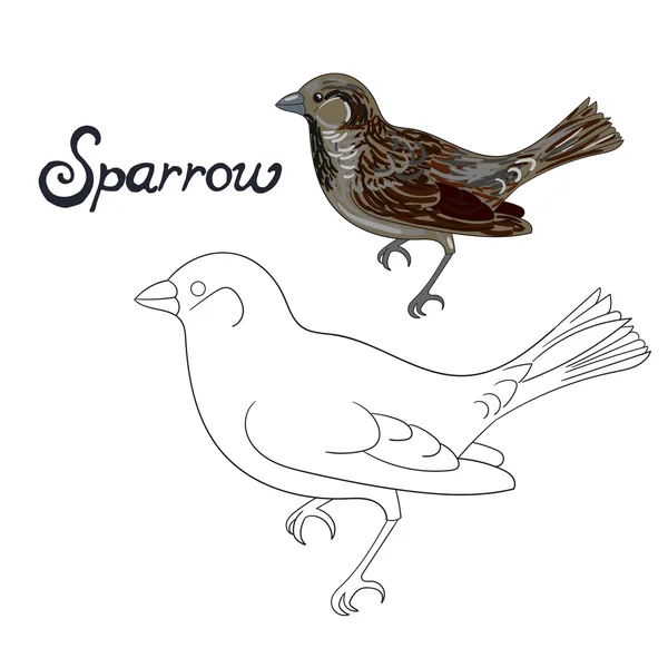 Pedagogiska spel coloring book sparrow fågel — Stock vektor