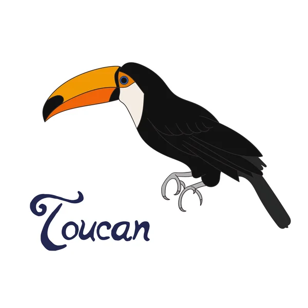 Fågel toucan vektor illustration — Stock vektor