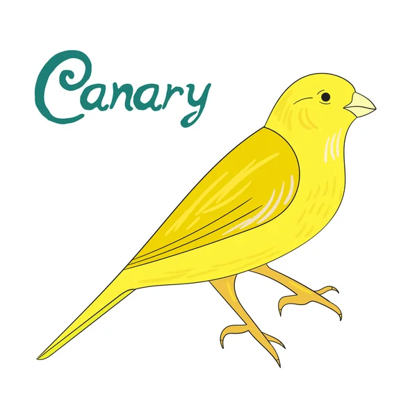 Illustration vectorielle canari oiseau — Image vectorielle
