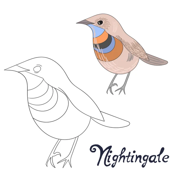 Educational game coloring book nightingale bird — Stock Vector