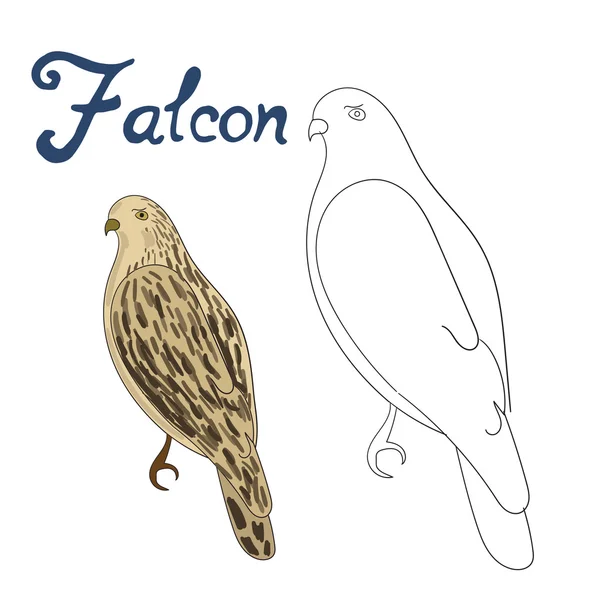 Pedagogiska spel coloring book falcon fågel — Stock vektor