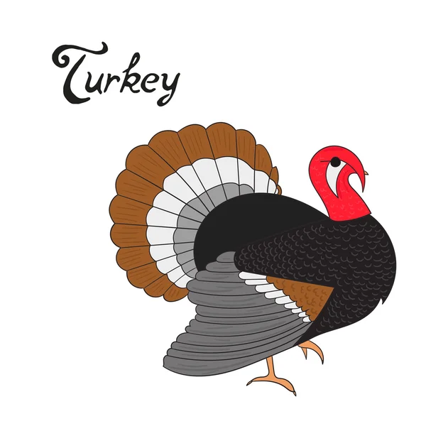 Fågel Turkiet vektor illustration — Stock vektor