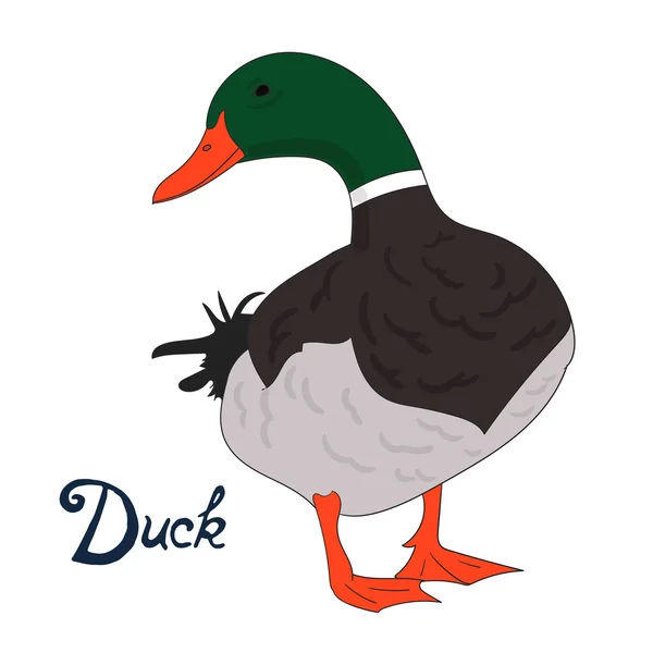 Vogel eend vectorillustratie — Stockvector