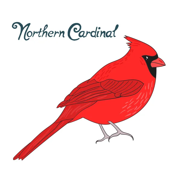 Uccello nord cardinale vettoriale illustrazione — Vettoriale Stock