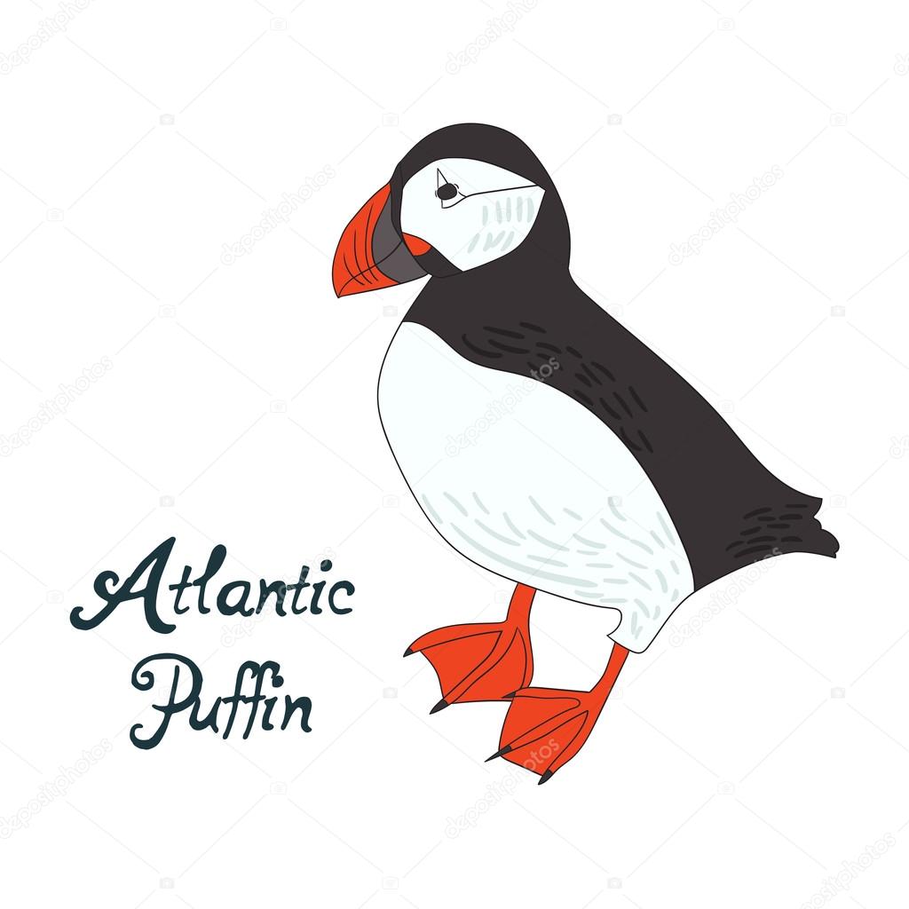 Bird atlantic puffin vector illustration