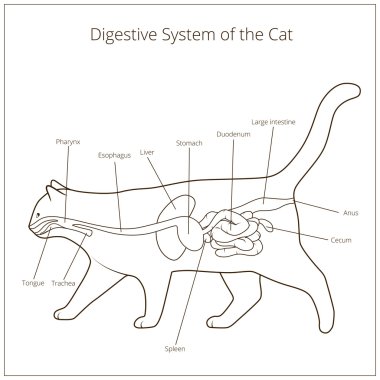 Kedi vektör çizim sindirim sistemi