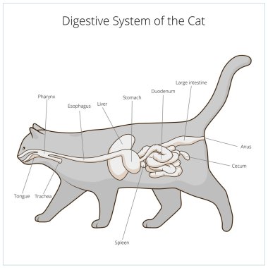 Kedi vektör çizim sindirim sistemi