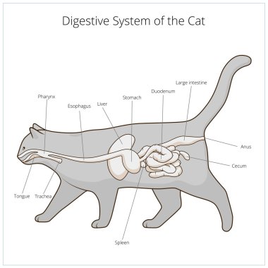 Digestive system of the cat vector illustration clipart