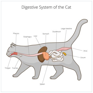Kedi vektör çizim sindirim sistemi