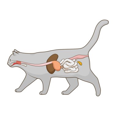 Kedi vektör çizim sindirim sistemi