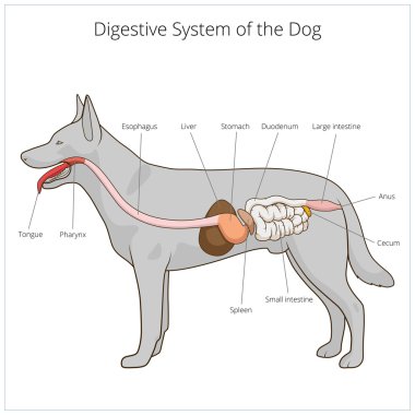 Köpek vektör çizim sindirim sistemi