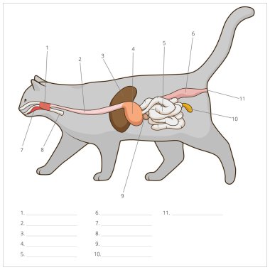 Kedi vektör çizim sindirim sistemi