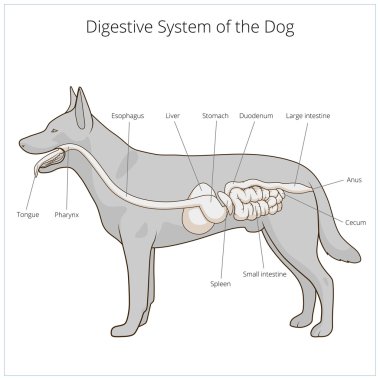 Köpek vektör çizim sindirim sistemi