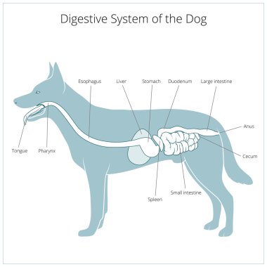 Köpek vektör çizim sindirim sistemi
