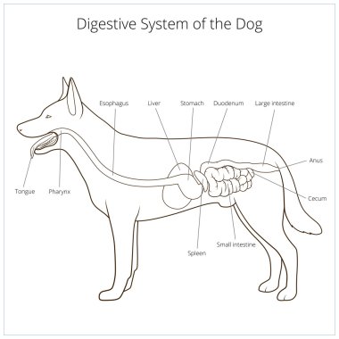 Köpek vektör çizim sindirim sistemi