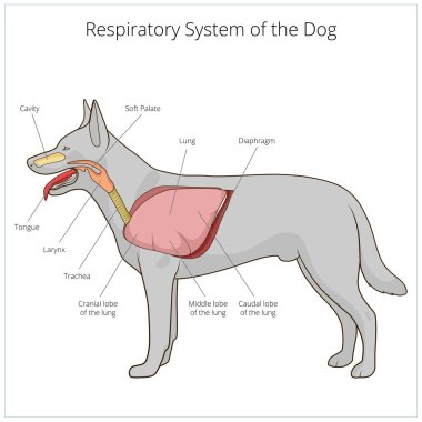 Respiratory system of the dog vector illustration clipart
