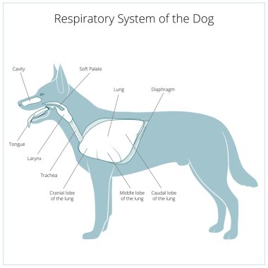 Respiratory system of the dog vector illustration clipart